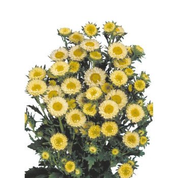 Астра Мацумото желтая (yellow) /2.500 семян/ *Sakata*