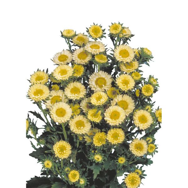 Насіння айстри Мацумото жовта (yellow) /2.500 насінин/ *Sakata*