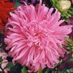 Астра Острич розовая (pink) /5 г/ *W.Legutko*