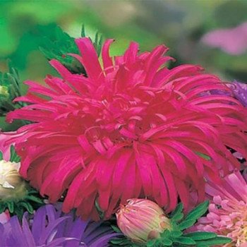 Астра Острич красная (red) /5 г/ *W.Legutko*