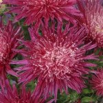 Айстра Сі Старлет кримсон (crimson) /1 г/ *Satimex*