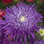 Айстра Сі Старлет фіолетова (violet) /1 г/ *Satimex*