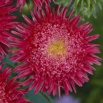 Айстра Сі Старлет брайт ред (bright red) /1 г/ *Satimex*