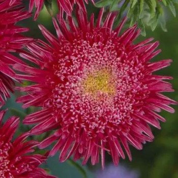 Айстра Сі Старлет брайт ред (bright red) /1 г/ *Satimex*