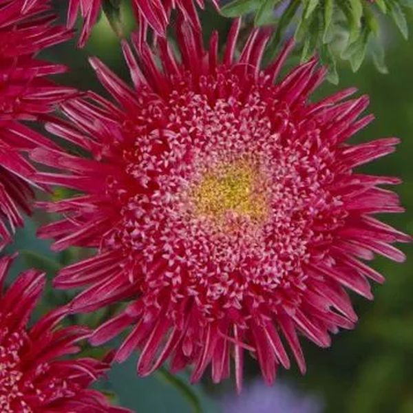 Насіння айстри Сі Старлет брайт ред (bright red) /1 г/ *Satimex*