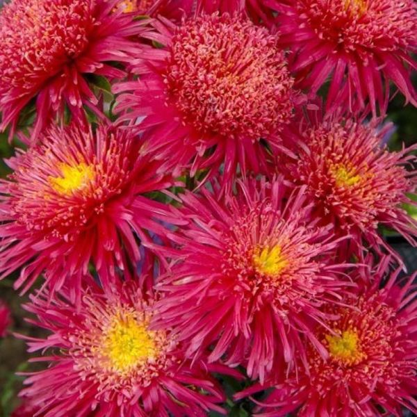 Насіння айстри Сі Старлет лайт ред (light red) /1 г/ *Satimex*