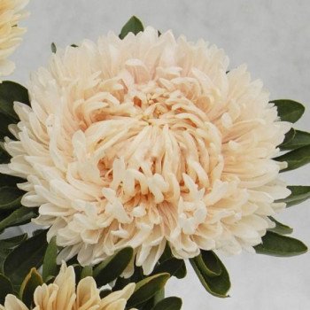 Астра Сиринга кремовая (chamois) /1 г/ *Satimex*