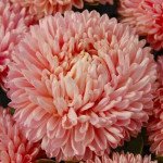 Айстра Сірінга лососева (salmon) /1 г/ *Satimex*