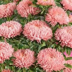 Айстра Сірінга лососево-рожева (salmon pink) /1 г/ *Satimex*