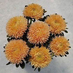 Айстра Сірінга помаранчева (orange) /1 г/ *Satimex*