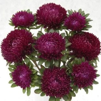 Астра Сиринга пурпурная (purple) /1 г/ *Satimex*