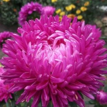 Астра Сиринга сильвер-роуз (silver-rose) /1 г/ *Satimex*