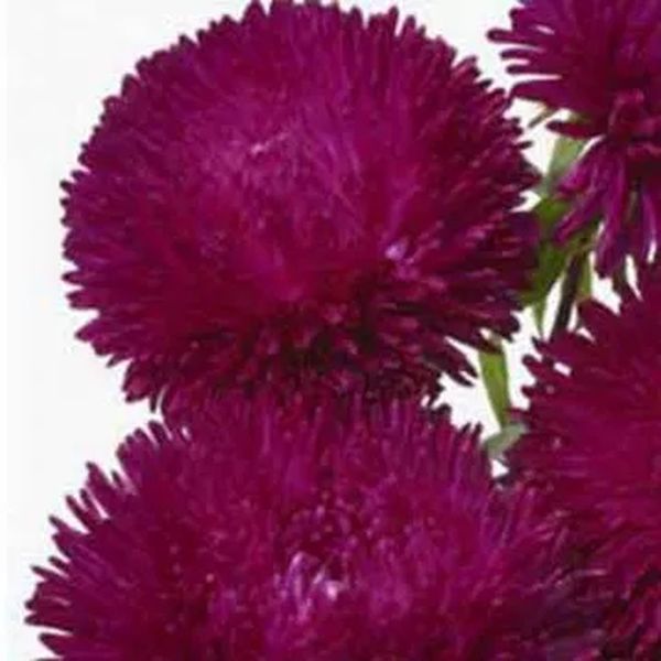 Семена астры Сиринга темно-карминовая (dark carmine) /1 г/ *Satimex*