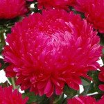 Астра Сиринга темно-красная (dark red) /1 г/ *Satimex*