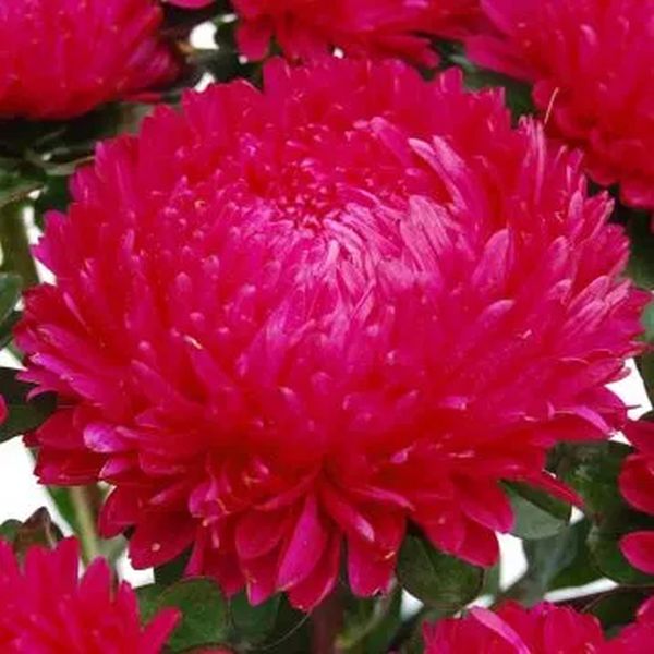 Семена астры Сиринга темно-красная (dark red) /1 г/ *Satimex*