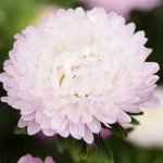 Айстра Сірінга яблуневий цвіт (appleblossom) /1 г/ *Satimex*