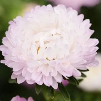 Астра Сиринга яблоневый цвет (appleblossom) /1 г/ *Satimex*