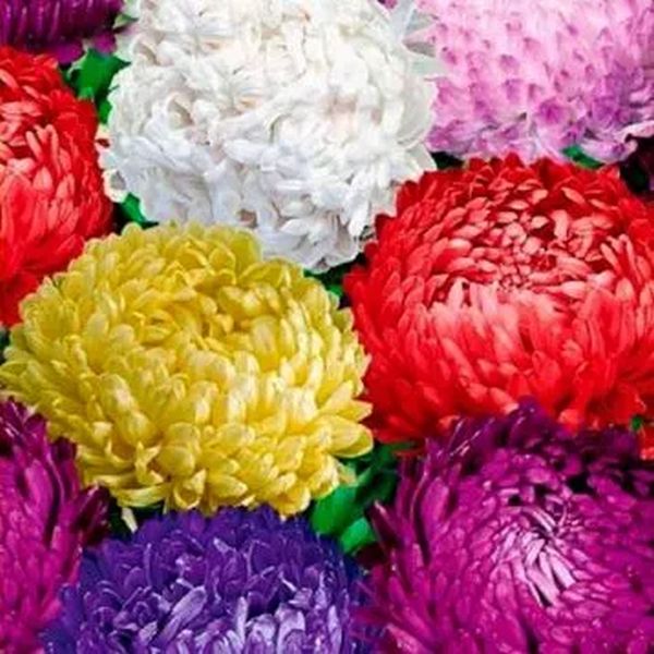 Семена астры Тауэр смесь (mix) /2 г/ *Satimex*