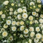 Айстра Трубадур кремова (cream) /1 г/ *Satimex*