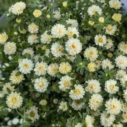 Айстра Трубадур кремова (cream) /1 г/ *Satimex*