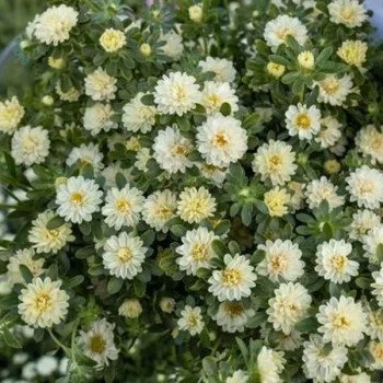 Астра Трубадур кремовая (cream) /1 г/ *Satimex*