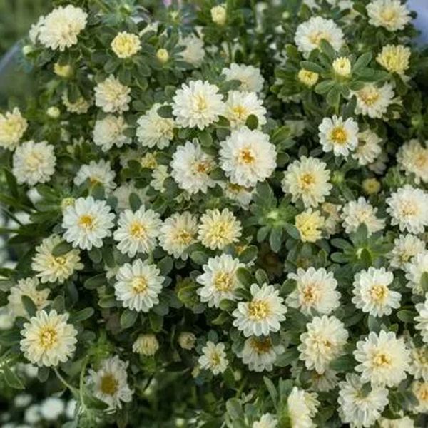 Насіння айстри Трубадур кремова (cream) /1 г/ *Satimex*