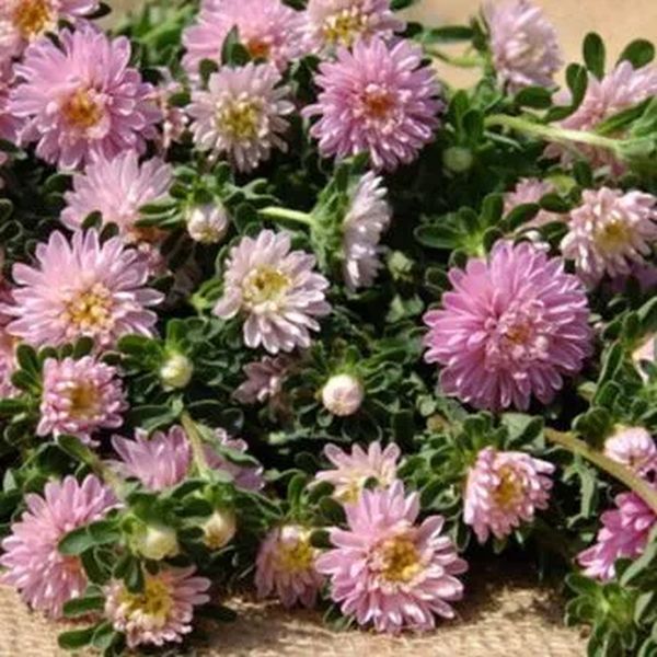 Насіння айстри Трубадур лавандова (lavender) /1 г/ *Satimex*