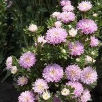 Айстра Трубадур ніжно-рожева (soft rose) /1 г/ *Satimex*