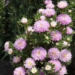 Астра Трубадур нежно-розовая (soft rose) /1 г/ *Satimex*