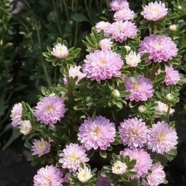 Насіння айстри Трубадур ніжно-рожева (soft rose) /1 г/ *Satimex*