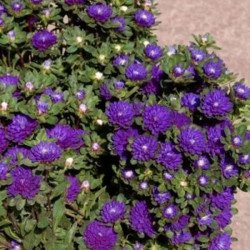 Айстра Трубадур синя дабл (blue double) /1 г/ *Satimex*