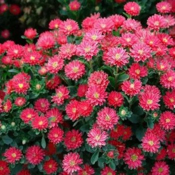 Астра Трубадур скарлет (scarlet) /1 г/ *Satimex*