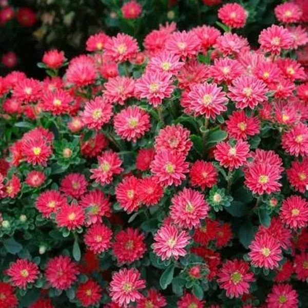 Насіння айстри Трубадур скарлет (scarlet) /1 г/ *Satimex*