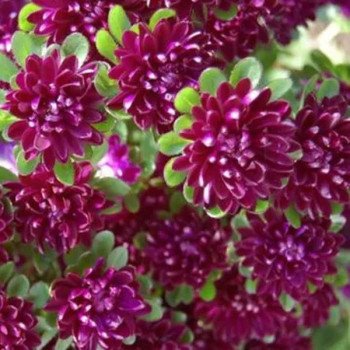 Астра Трубадур темно-пурпурная (purple black) /1 г/ *Satimex*