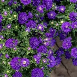 Айстра Трубадур фіолетова (violet) /1 г/ *Satimex*