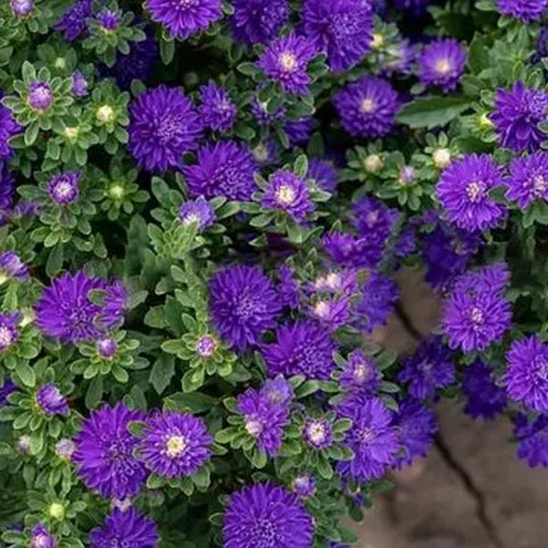 Насіння айстри Трубадур фіолетова (violet) /1 г/ *Satimex*