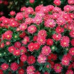 Айстра Трубадур яскраво-червона (bright red) /1 г/ *Satimex*