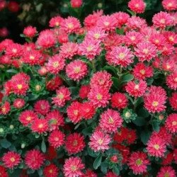 Айстра Трубадур яскраво-червона (bright red) /1 г/ *Satimex*