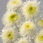 Айстра Шанхайська Троянда біла (white) /1 г/ *Satimex*