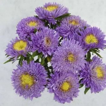 Астра Шанхайская Роза светло-голубая (light blue) /1 г/ *Satimex*