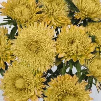 Астра Шанхайская Роза желтая (yellow) /1 г/ *Satimex*