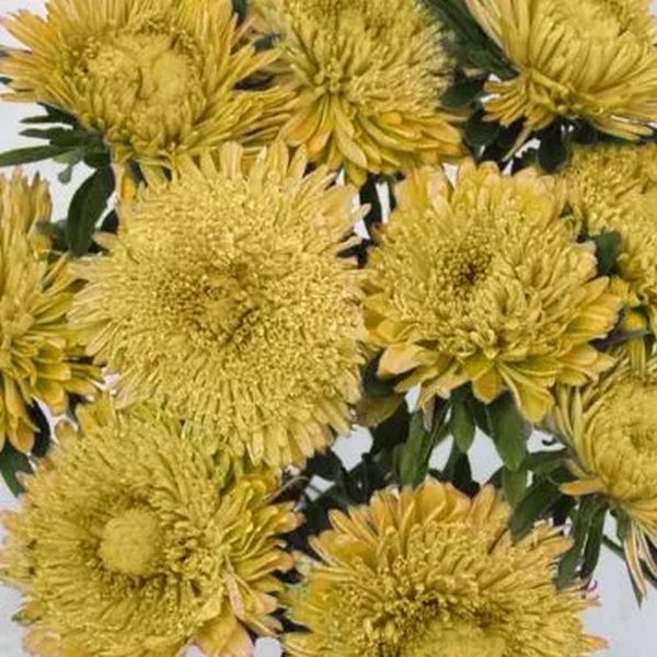 Насіння айстри Шанхайська Троянда жовта (yellow) /1 г/ *Satimex*