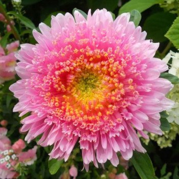 Астра Шанхайская Роза нежно-розовая (soft rose) /1 г/ *Satimex*