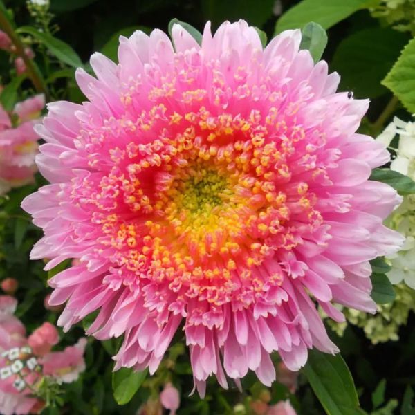 Насіння айстри Шанхайська Троянда ніжно-рожева (soft rose) /1 г/ *Satimex*