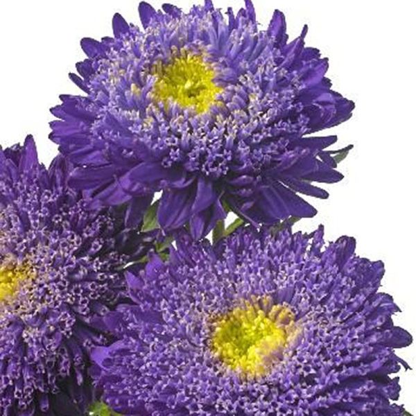 Насіння айстри Шанхайська Троянда темно-синя (dark blue) /1 г/ *Satimex*