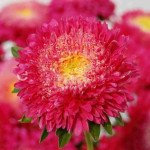 Айстра Шанхайська Троянда темно-рожева (dark rose) /1 г/ *Satimex*