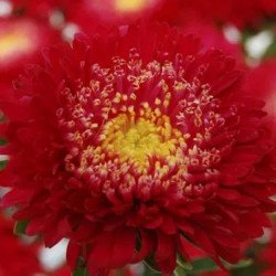 Астра Шанхайская Роза красная (red) /1 г/ *Satimex*