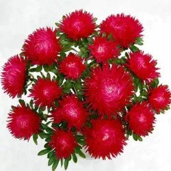 Айстра Ювель скарлет (scarlet) /2 г/ *Satimex*