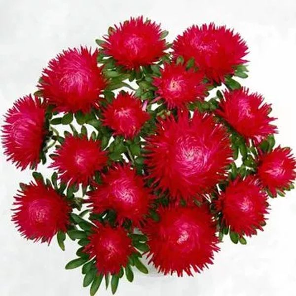 Насіння айстри Ювель скарлет (scarlet) /2 г/ *Satimex*