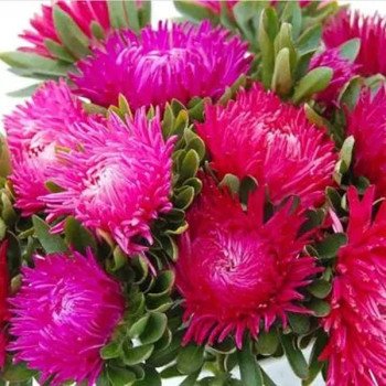 Айстра Ювель темно-рожева (dark pink) /2 г/ *Satimex*